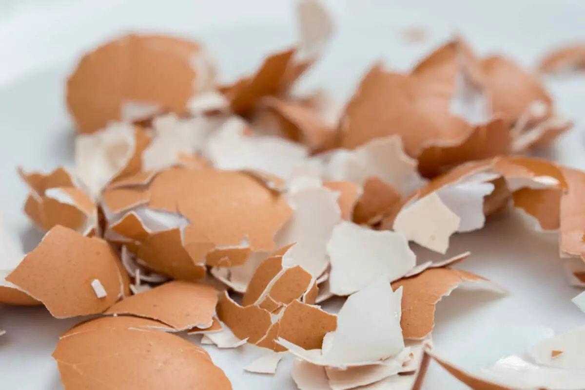 Can you put eggshells in a garbage disposal disposalxt