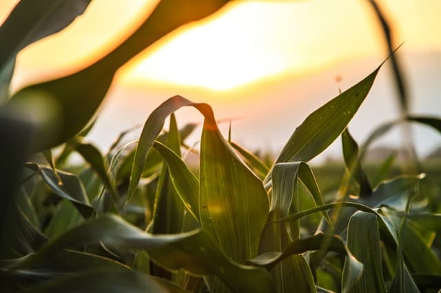 corn husk