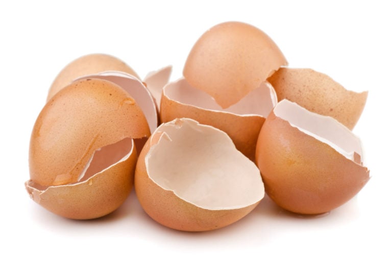 Can you put eggshells in a garbage disposal disposalxt