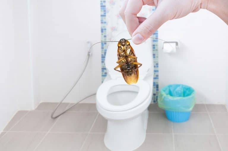 Can Garbage Disposals Attract Cockroaches? DisposalXT