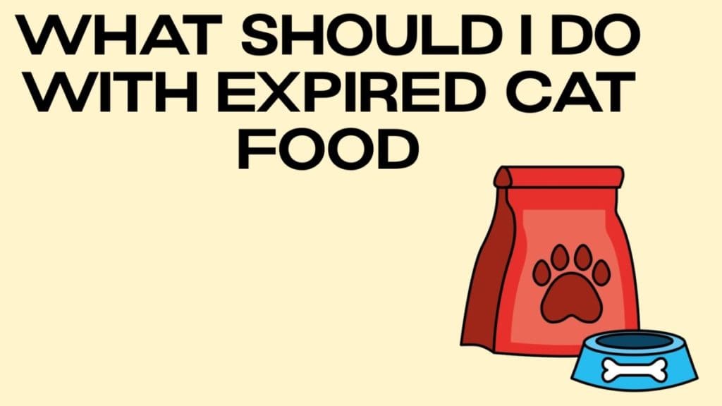 is-it-ok-to-feed-my-cat-expired-cat-food-what-you-need-to-know